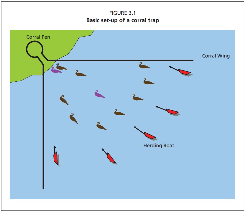 Waterfowl Corral Trap Archives - Survival Harvesting